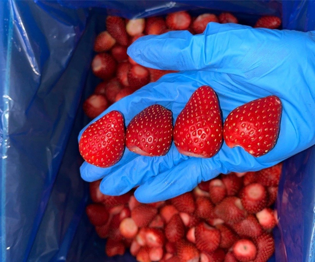 Premium strawberry varieties