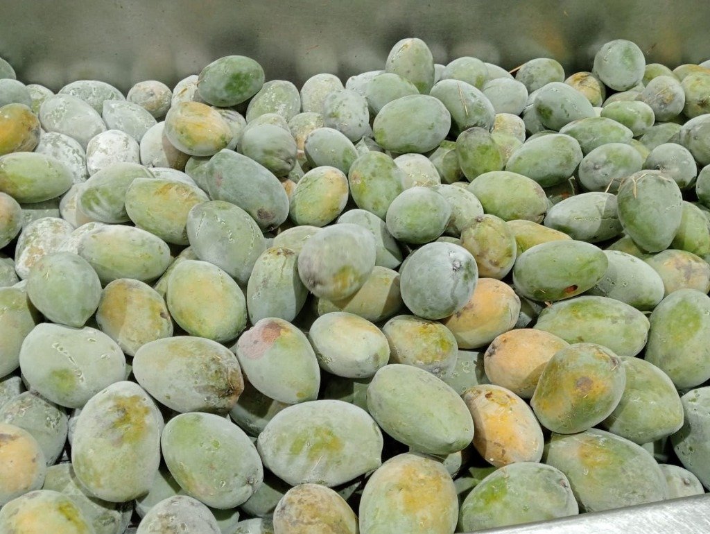 Mango Production